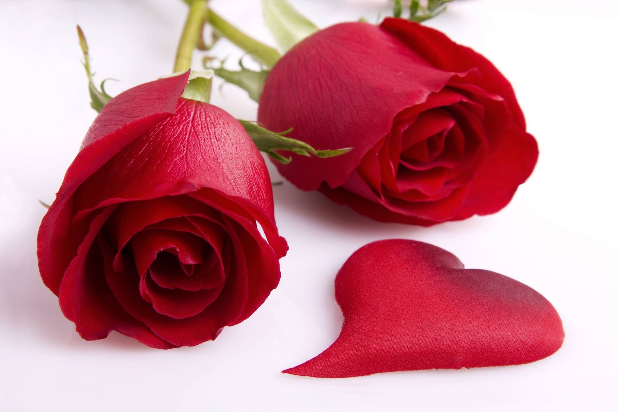 Here is the Roses for you